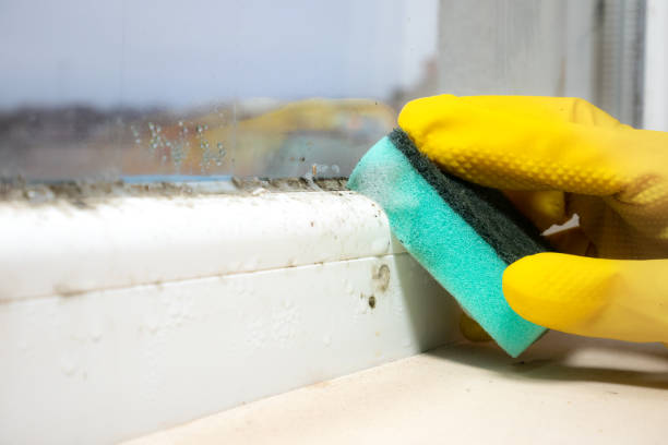 Professional Mold Removal in Landrum, SC